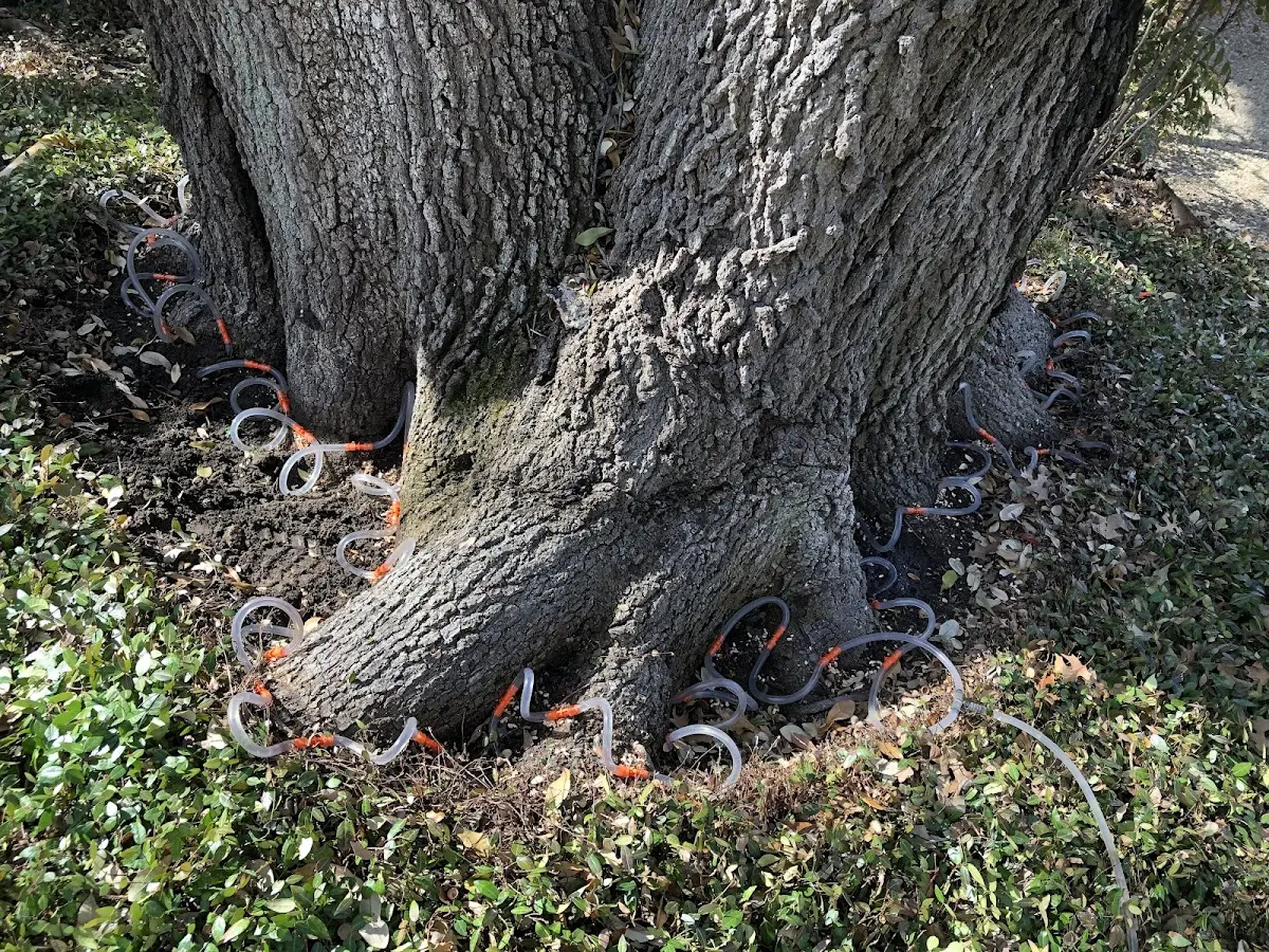 Detailed Tree Cabling and Bracing job site in Maple Rapids